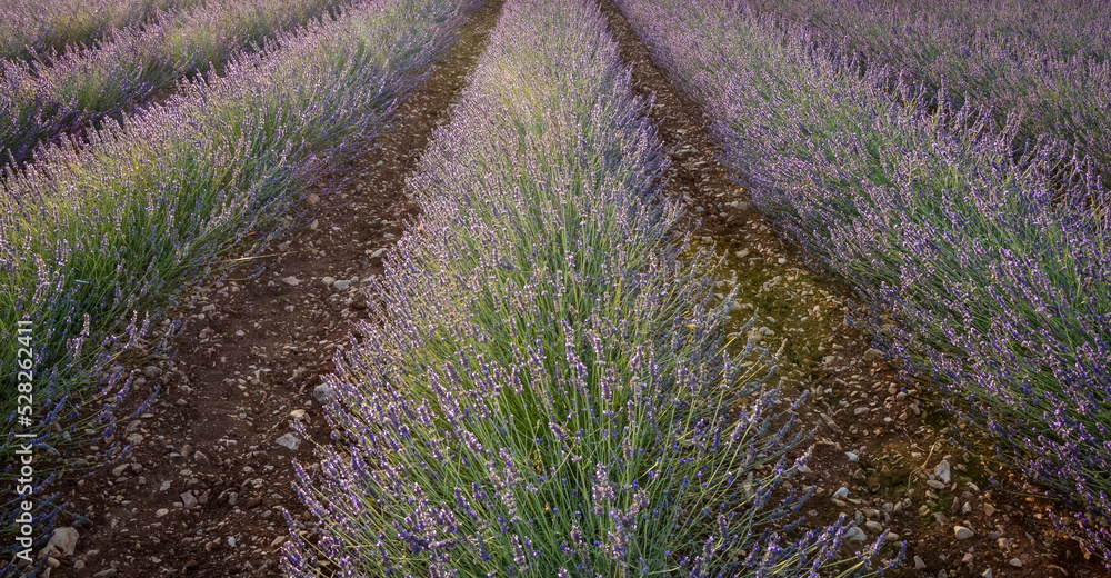 lavender field in Alpes-de-Haute-Provence, France lavender field in Alpes-de-Haute-Provence, France