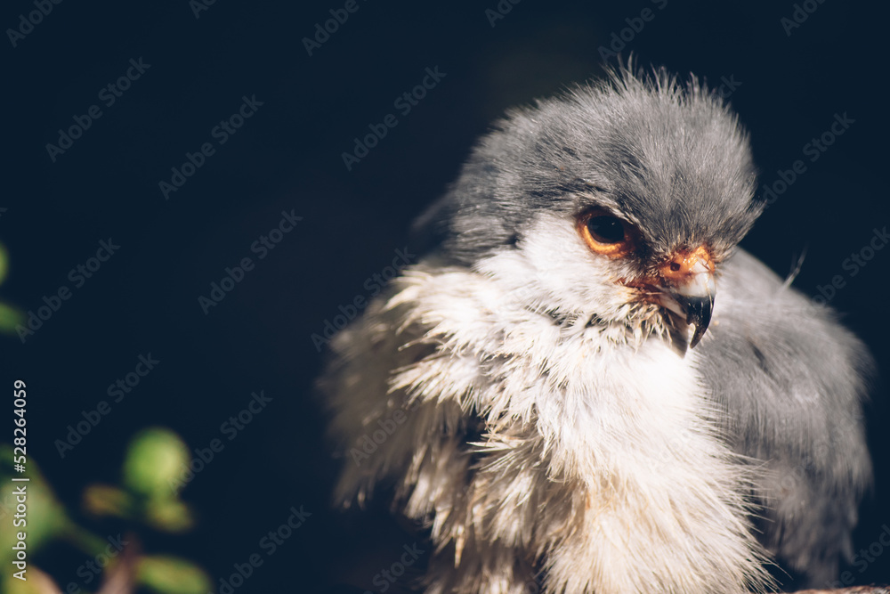 Naklejka premium close up of a bird