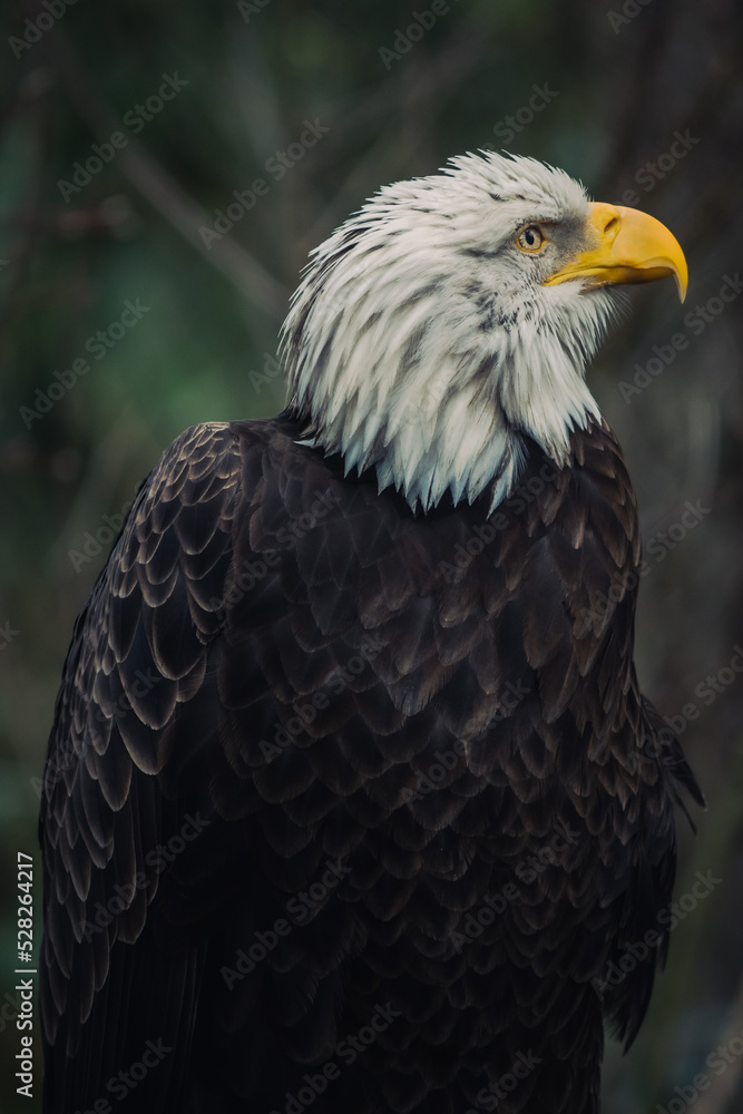 Obraz premium american bald eagle