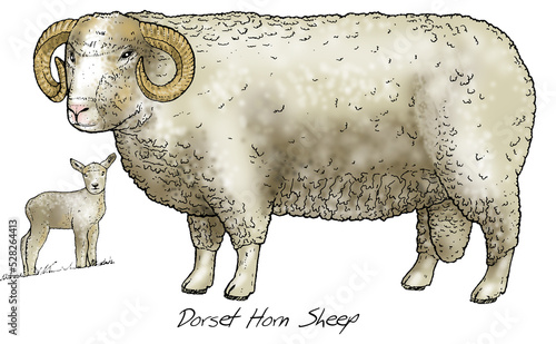 Dorset Horn Sheep. This purebred sheep has the ability to breed out of season and is invaluable for Spring lambing.