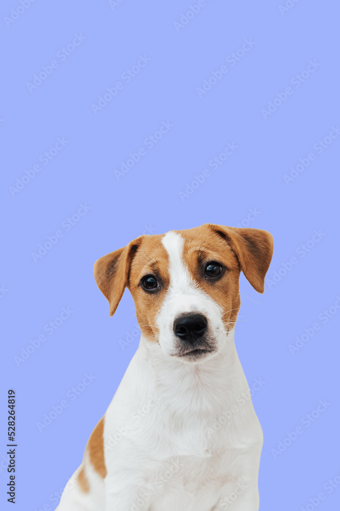 Portrait cute Jack Russell Terrier dog looking at camera on colorful background. Cute puppy dog isolated on blue background Portrait cute Jack Russell Terrier dog looking at camera on colorful background. Cute puppy dog isolated on blue background