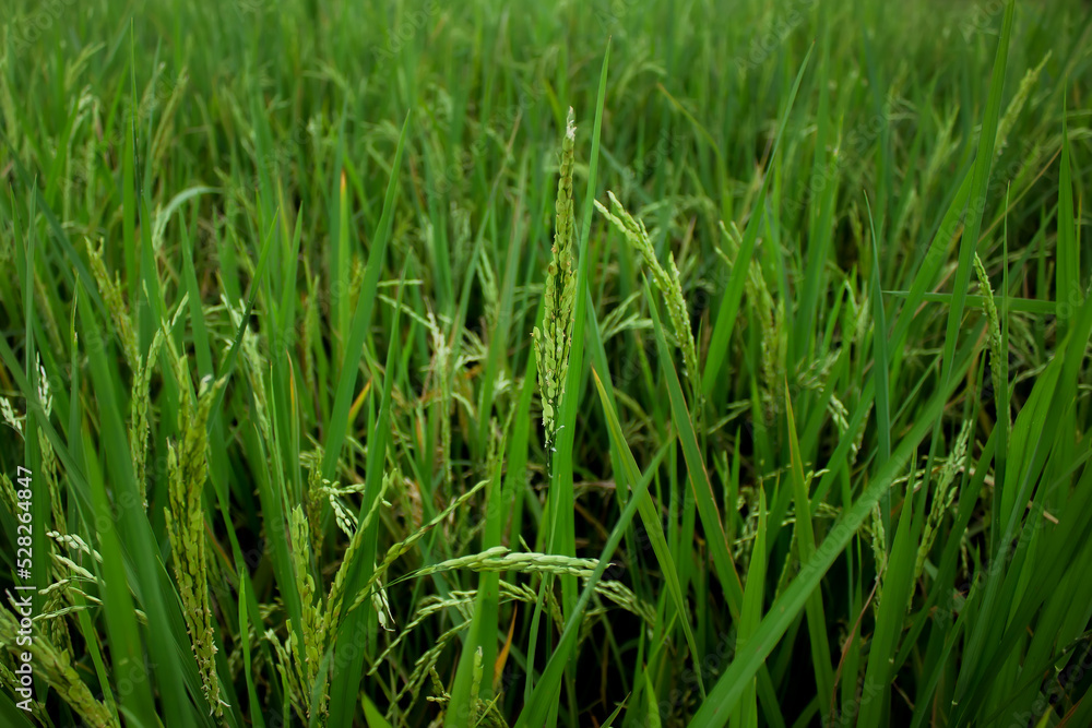 Indonesian rice fields planted with rice. Afternoon atmosphere Indonesian rice fields planted with rice. Afternoon atmosphere