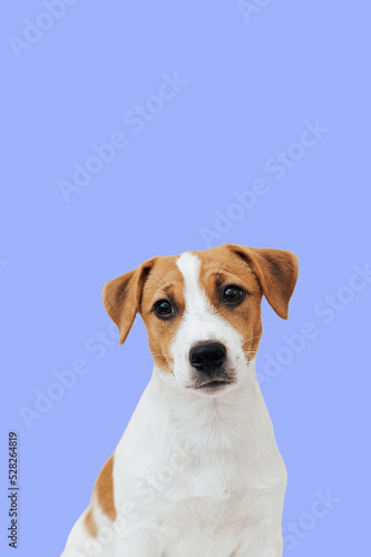 Portrait cute Jack Russell Terrier dog looking at camera on colorful background. Cute puppy dog isolated on blue background