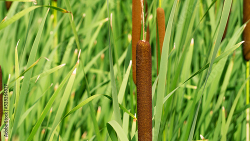 Typha latifolia and green Phragmites australis, Water Common reed close-up