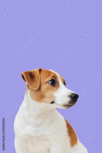 Portrait cute Jack Russell Terrier dog on colorful background. Cute puppy dog isolated on blue background