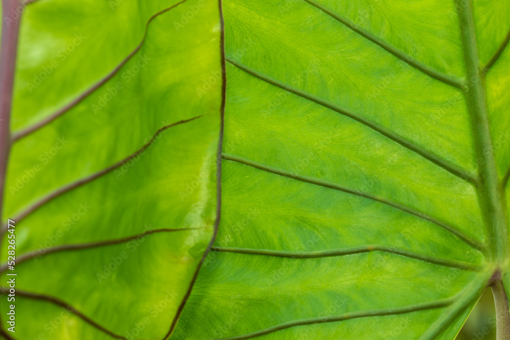 green leaves and patterns on the surface of the leaf. green leaves and patterns on the surface of the leaf.