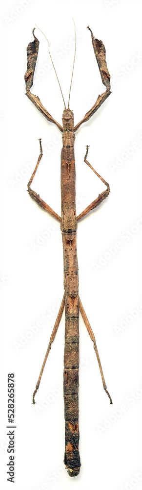 Hermagoras cultratolobatus (female)
Walking, Flying Stick Insect in White Background Hermagoras cultratolobatus (female)
Walking, Flying Stick Insect in White Background