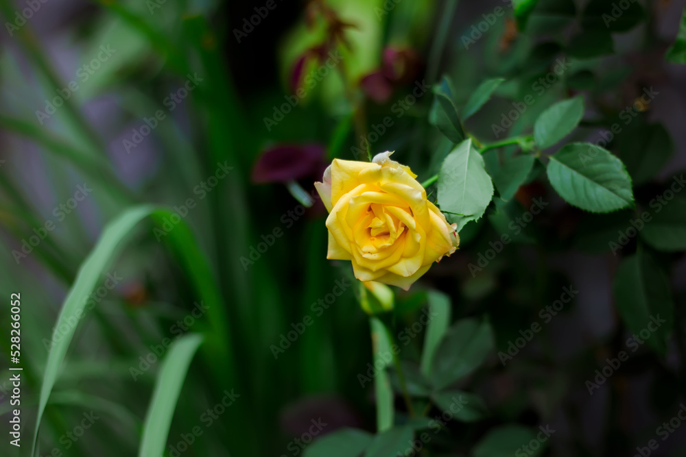roses are yellow, natural and live in the wild roses are yellow, natural and live in the wild