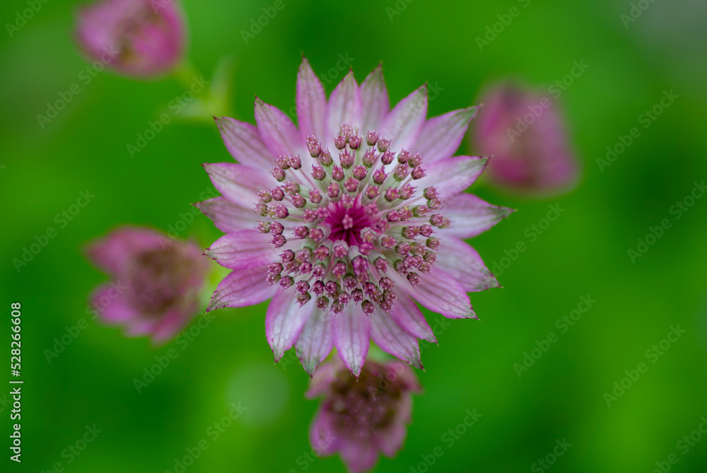 close up of a flower