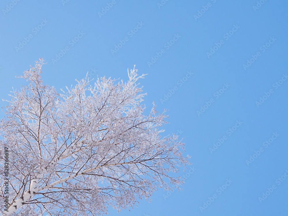 The crown of a birch against a blue clear sky in winter. Bottom view. Fluffy fresh snow lies on the branches of the tree. Background with copy space on the theme of a clear frosty winter day
