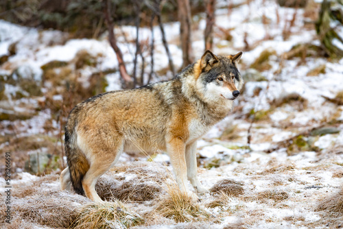 Lonely male wolf standing in the forest looking for enemies © kjekol