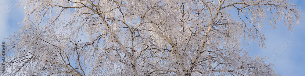 A tree with branches covered with fresh snow. The crown of a birch against a cloudy blue and white sky in winter. Banner or heading on the theme of a frosty winter day and cold season A tree with branches covered with fresh snow. The crown of a birch against a cloudy blue and white sky in winter. Banner or heading on the theme of a frosty winter day and cold season
