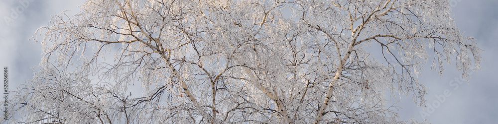 A tree with branches covered with fresh snow. The crown of a birch against a cloudy grey overcast sky in winter. Tinted header or heading about a winter day and cold season A tree with branches covered with fresh snow. The crown of a birch against a cloudy grey overcast sky in winter. Tinted header or heading about a winter day and cold season