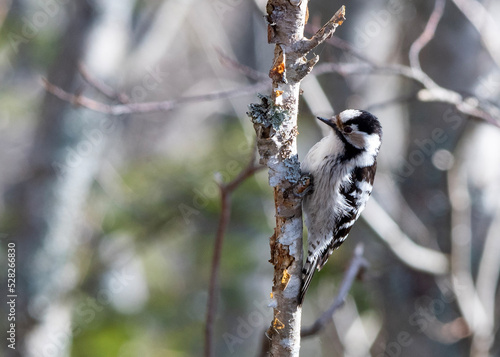 Woodpecker (female) photo