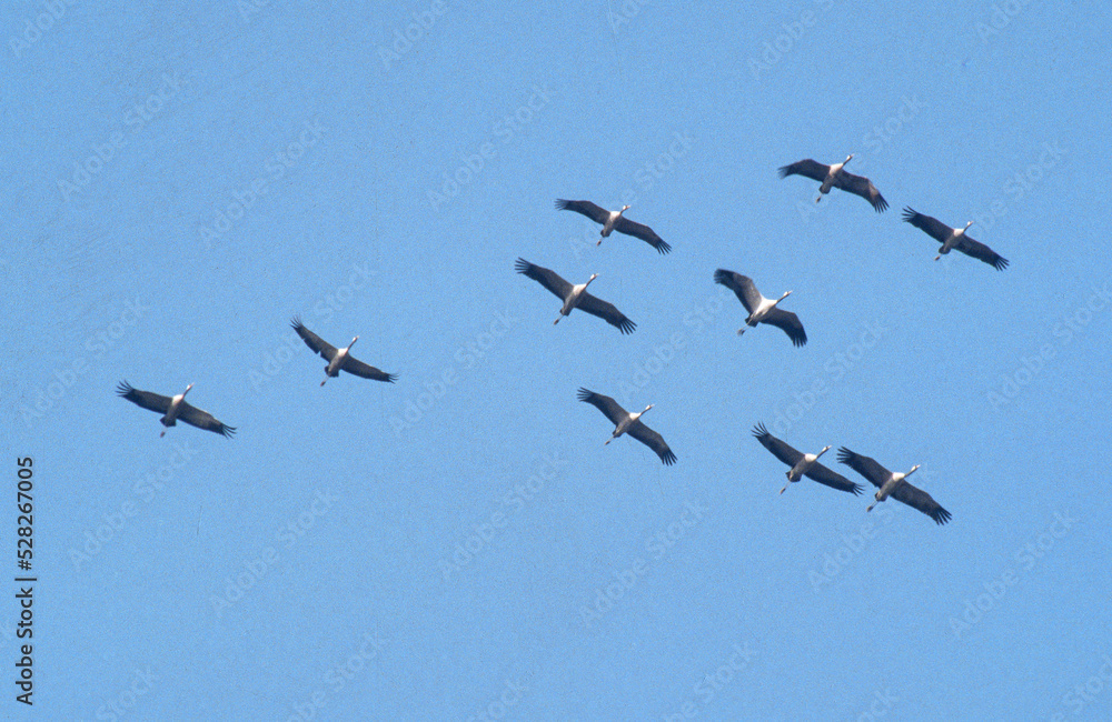 Obraz premium Grue cendrée,.Grus grus, Common Crane