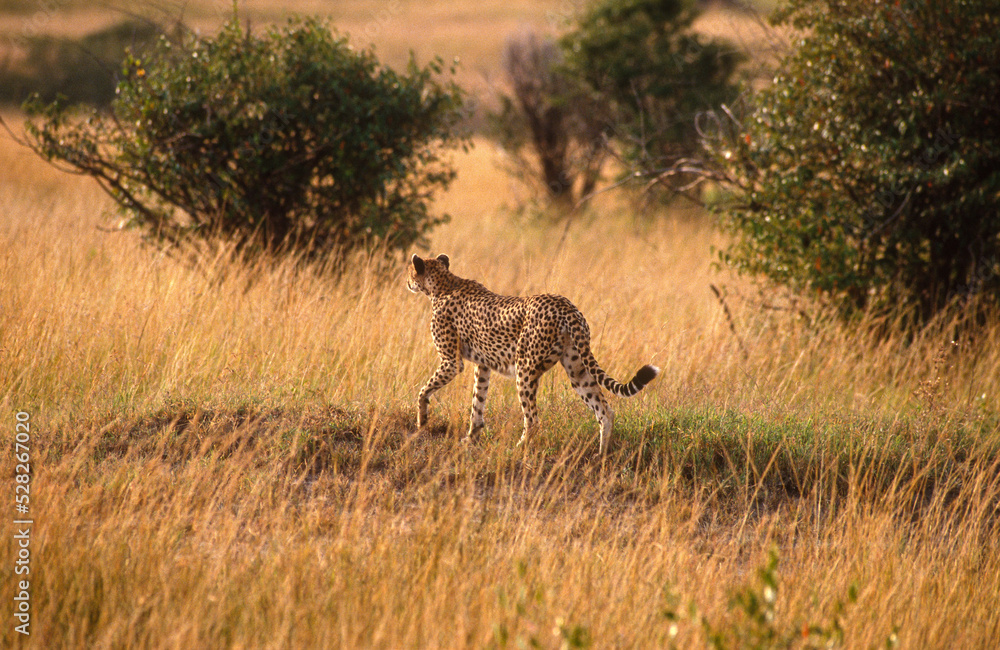 Guépard, cheetah, Acinonyx jubatus, Parc national de Masai Mara, Kenya Guépard, cheetah, Acinonyx jubatus, Parc national de Masai Mara, Kenya