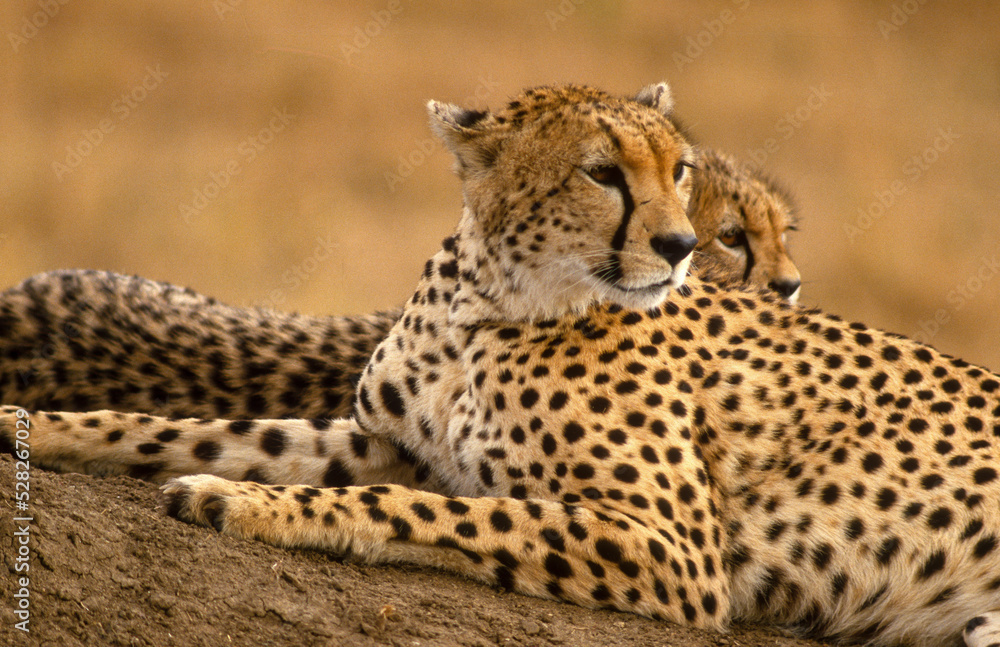 Guépard, cheetah, Acinonyx jubatus, Parc national de Masai Mara, Kenya Guépard, cheetah, Acinonyx jubatus, Parc national de Masai Mara, Kenya