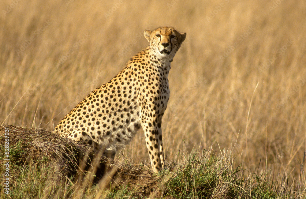 Guépard, cheetah, Acinonyx jubatus, Parc national de Masai Mara, Kenya Guépard, cheetah, Acinonyx jubatus, Parc national de Masai Mara, Kenya