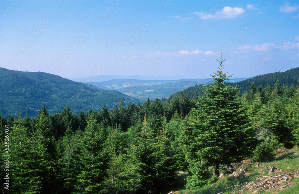 Sapin des Vosges, Lac de Blanchemer, La Bresse, Parc Naturel Régional