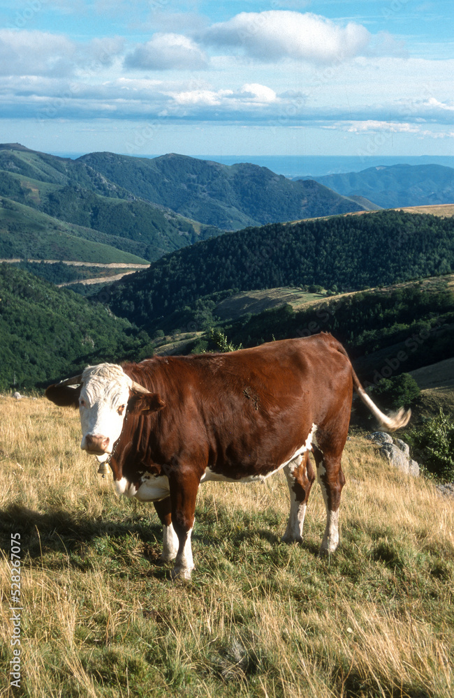 Vache , race Abondance, Haute Savoie, Alpes, 74 Vache , race Abondance, Haute Savoie, Alpes, 74