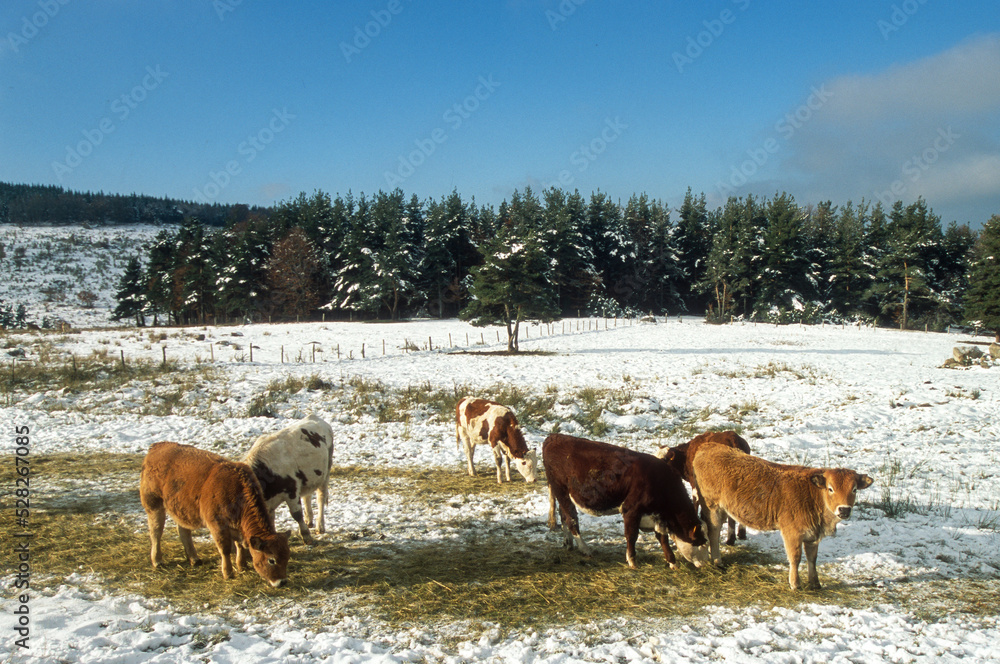 Vache, race Aubrac, Aubrac, Lozère Vache, race Aubrac, Aubrac, Lozère