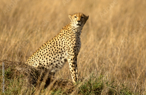 Guépard, cheetah, Acinonyx jubatus, Parc national de Masai Mara, Kenya