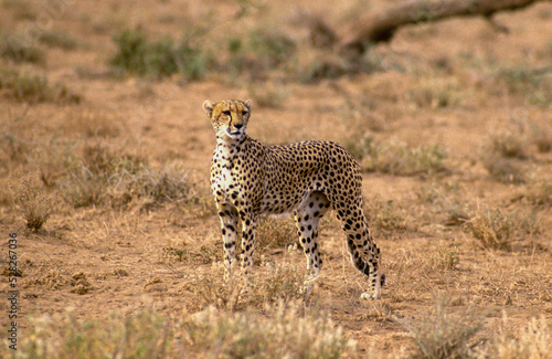 Guépard, cheetah, Acinonyx jubatus, Parc national de Masai Mara, Kenya