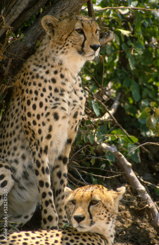 Gu  pard  cheetah  Acinonyx jubatus  Parc national de Masai Mara  Kenya