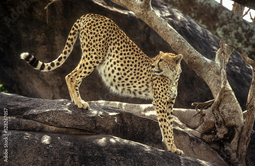 Guépard, cheetah, Acinonyx jubatus, Parc national du Serengeti, Tanzanie