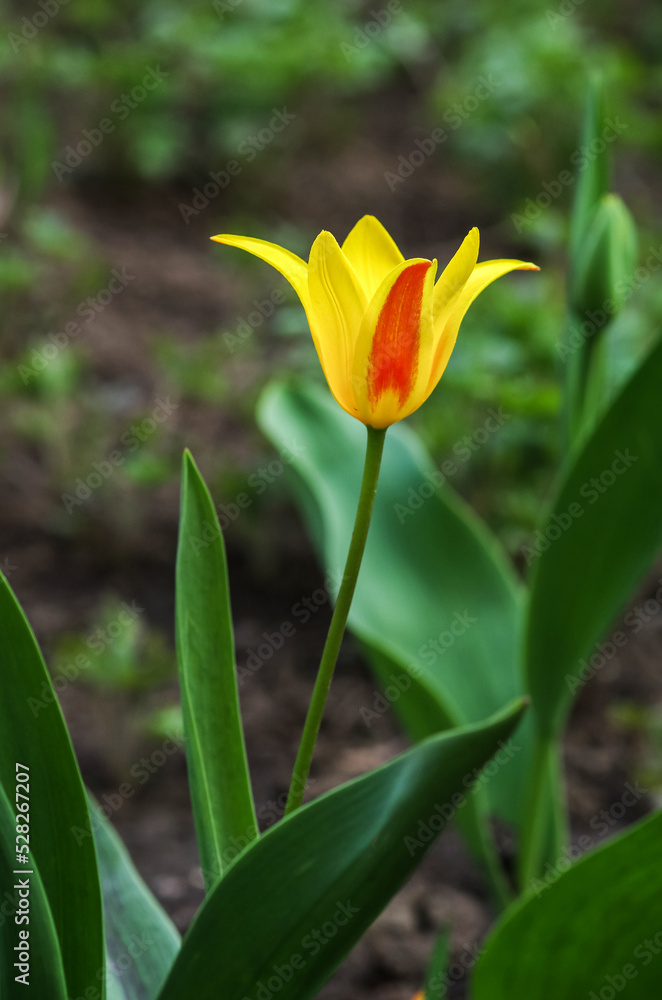 Yellow and red tulip with fresh green leaves on a blurred background. Dutch tulips bloom in the greenhouse in spring. Floral background. Yellow and red tulip with fresh green leaves on a blurred background. Dutch tulips bloom in the greenhouse in spring. Floral background.