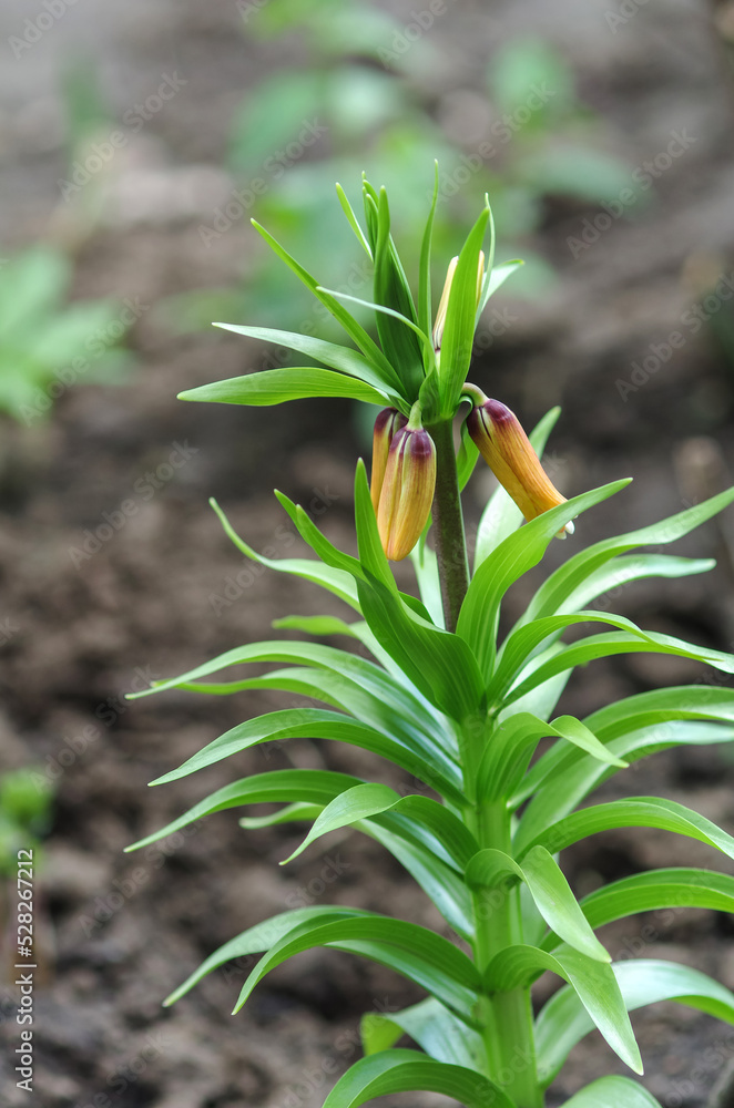 Obraz premium Orange spring flower buds with fresh green leaves on blurred background. Spring floral background. Blossoming hazel grouse Imperial. A beautiful flower of hazel grouse, beginning to blossom with orang