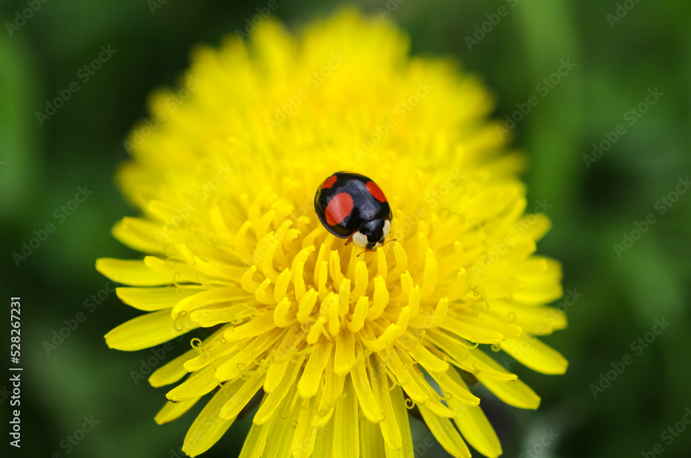 Ladybug sits on a bright yellow dandelion flower. Insects. Ladybug sits on a bright yellow dandelion flower. Insects.