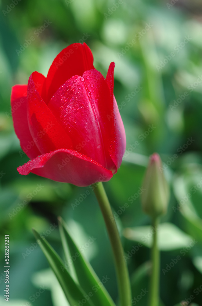 Spring tulip flower with yellow-pink petals and green leaves close-up. Water drops on tulip petals. Spring tulip flower with yellow-pink petals and green leaves close-up. Water drops on tulip petals.
