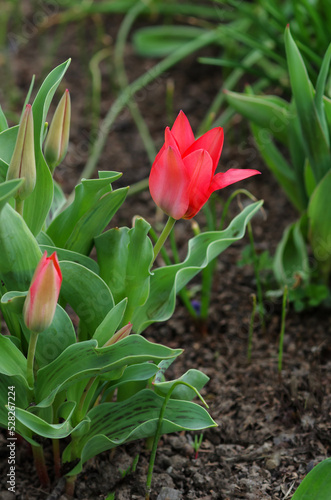 Red tulip with fresh green leaves on a blurred background. Dutch tulips bloom in the greenhouse in spring. Floral background.