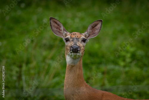 Whitetail Doe cautiously watches
