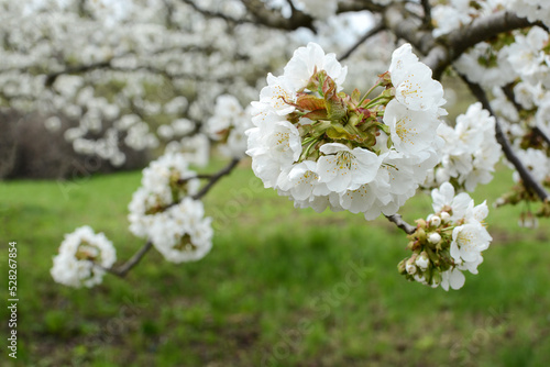 Beautiful spring bloom against the backdrop of green grass and a blooming garden, blurred background focus on the bloom.