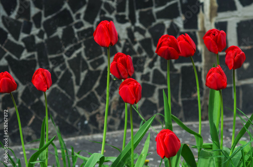 Bright red tulips with fresh green leaves on the background of the wall of the house. Dutch tulips bloom in spring. Floral background.