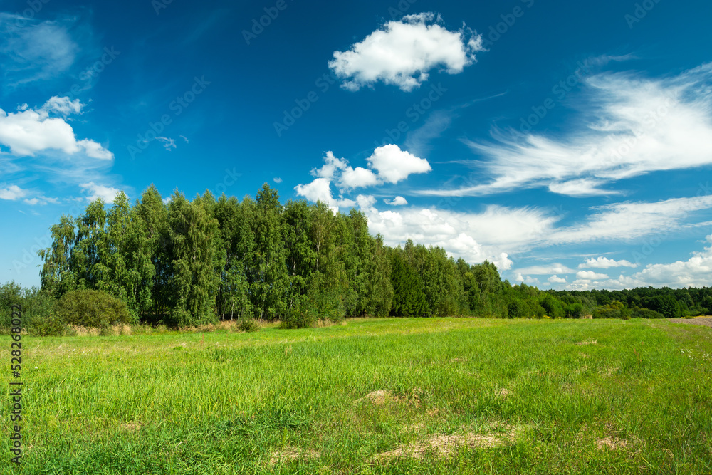 Green meadow and forest and white clouds on the blue sky