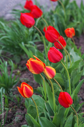 Yellow and red tulip with fresh green leaves. Dutch tulips bloom in the greenhouse in spring. Floral background.