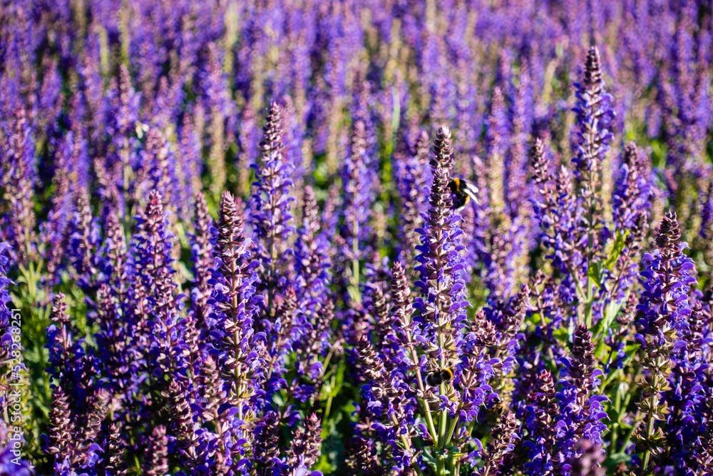Fototapeta premium Purple blue flowers background. Salvia nemorosa the woodland sage beautiful flowers in bloom, Balkan clary flowering ornamental plants in urban city garden