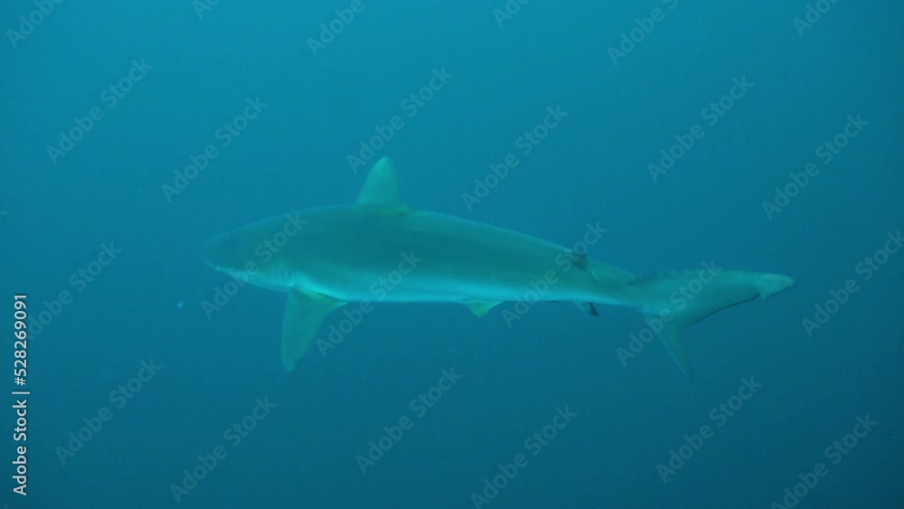 Beautiful View Of Shark Swimming In Ocean - Exmouth, Australia Beautiful View Of Shark Swimming In Ocean - Exmouth, Australia
