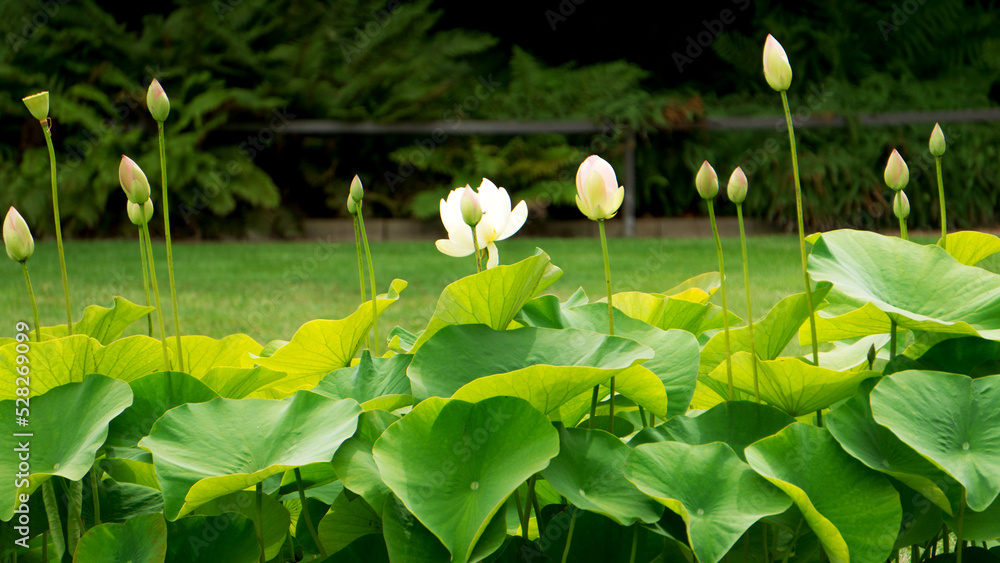 Obraz premium American lotus flower, lotus bud. White yellow nelumbo nucifera ssp. Lutea, water lily on the stalk