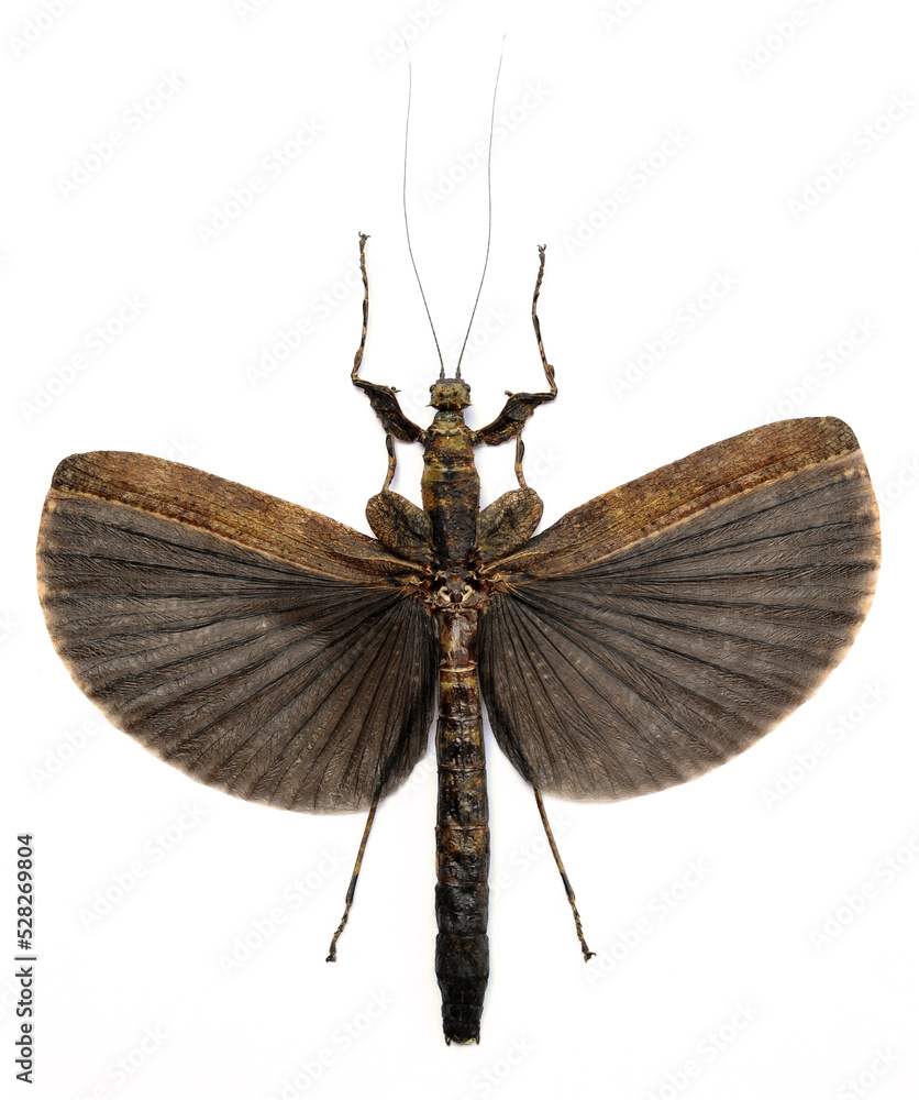 Obraz premium Neoclides marshallae marshallae (female) Walking, Flying Stick Insect in White Background