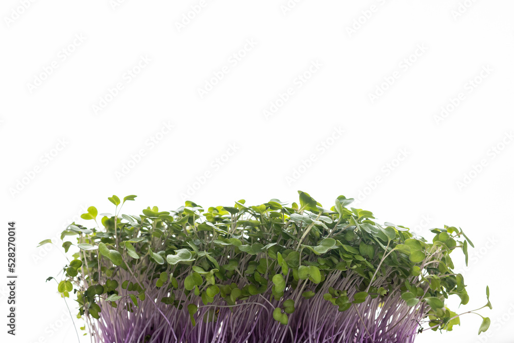Fresh microgreens isolated on white background Fresh microgreens isolated on white background