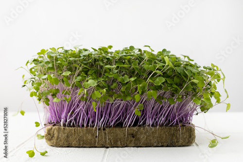 Fresh microgreens isolated on white background