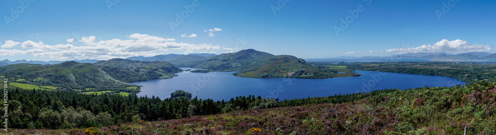 panroama landscape of colorful summer heath with a view of Caragh Lake and the mountains of the Dingle Peninusla in County Kerry