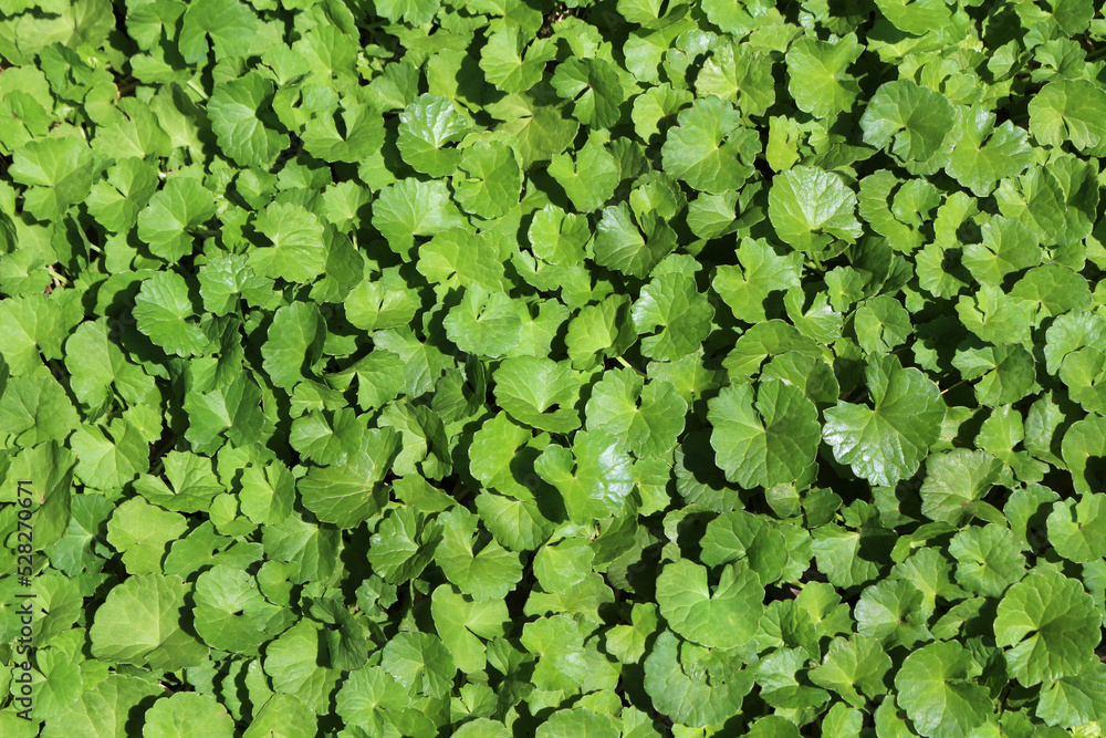 Gotu kola, Indian pennywort, Asiatic pennywort Gotu kola, Indian pennywort, Asiatic pennywort