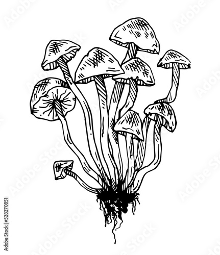 Bunch of mushrooms. Edible and non-edible mushroom plants from wild forest. Outline hand drawn sketch. Drawing with ink. Isolated on white background. Vector.
