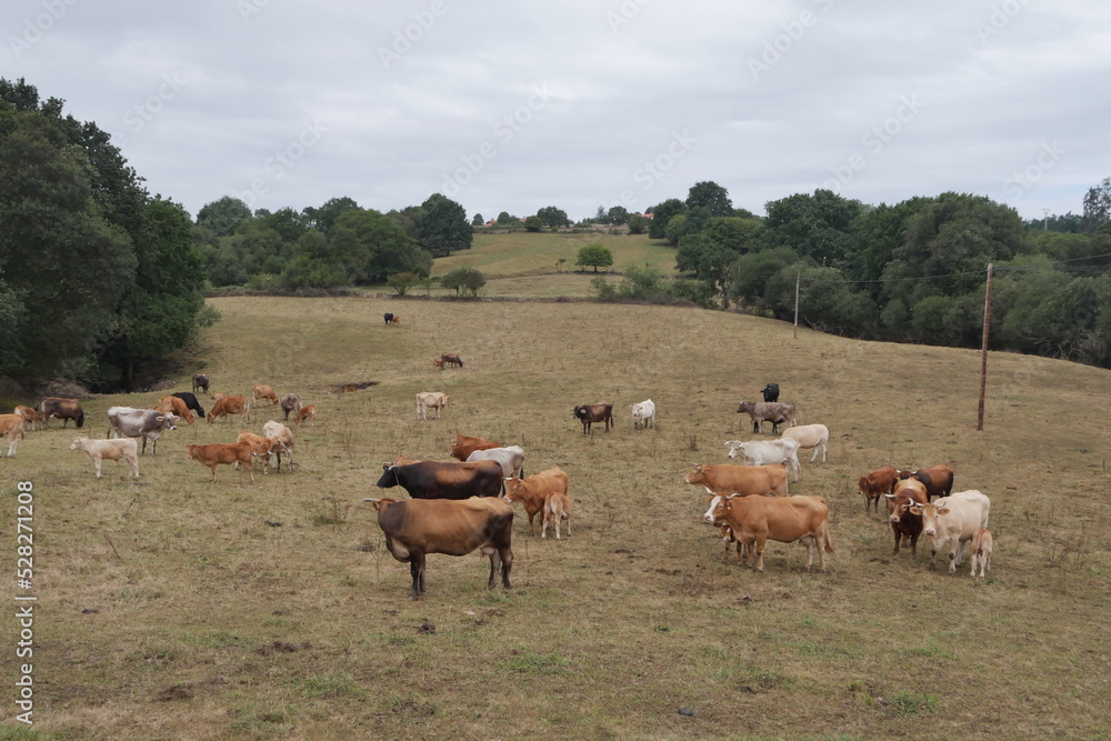 Vaches sur leur terrain naturel, dans un village espagnol historique et touristique, pâturage, troupeau rural et champ de culture