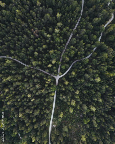 Lines in the woods